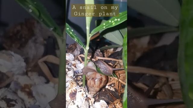 HELLO SNAIL ON MY PLANTS?? ACHATINIDAE SNAIL or GIANT AFRICAN SNAIL or ACHATINA смотреть онлайн