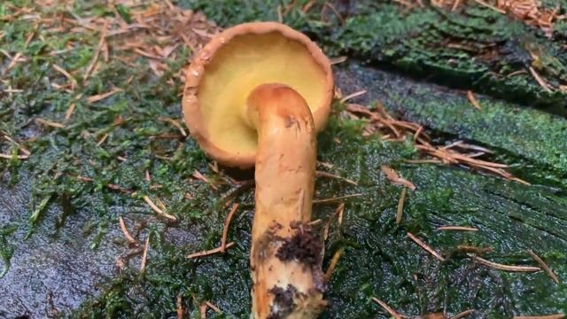 Nadelholzröhrling, Nadelholz-Pulverröhrling, Buchwaldoboletus lignicola, Pulveroboletus lignicola смотреть онлайн