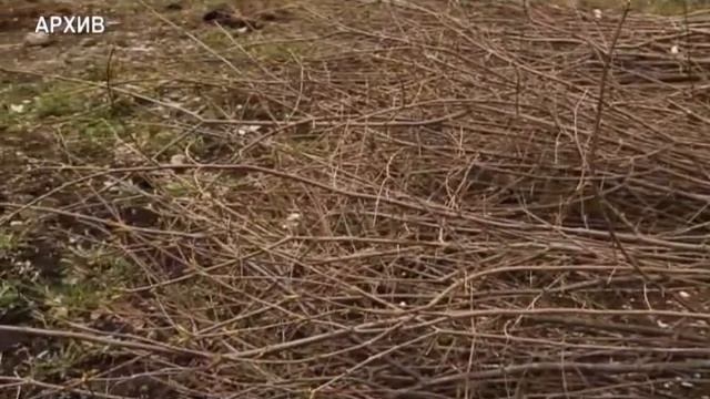 Акция "Посади дерево" (05.05.14) смотреть онлайн