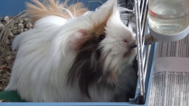 Guinea pig drinking water. Funny animals. Морская свинка пьет водичку смотреть онлайн