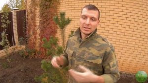 Почему у сосен желтеет хвоя и как с этим бороться