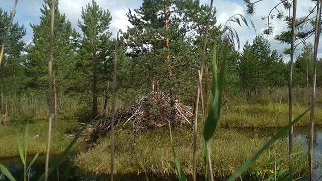 VID_20230823_112410.mp4 смотреть онлайн