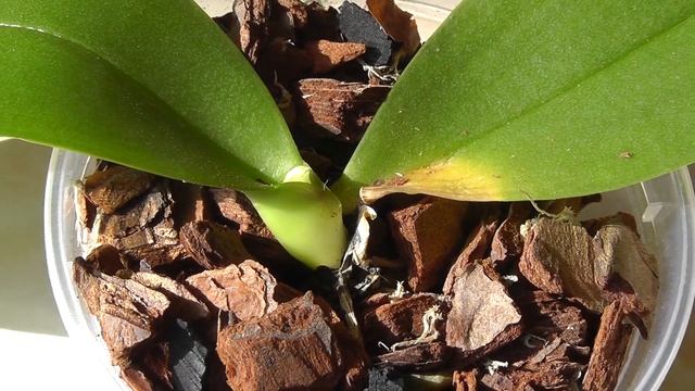 первый полив подростков реанимашек через неделю. смотреть онлайн