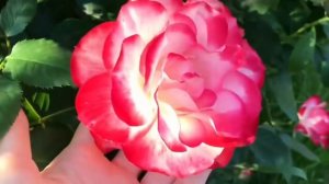 Розы флорибунда ? Лучшее украшение сада! ?.mp4