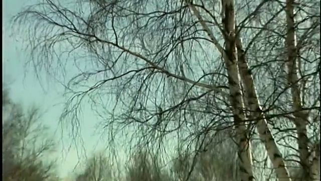 Декоративная прививка смотреть онлайн