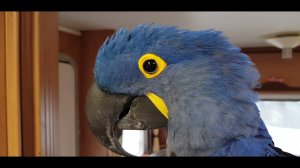 Наш болтун-хохотун Ромео!Гиацинтовый Ара, какаду, попугай Ара, попугай болтает,попугай разговаривает