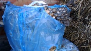 Выращивание грибов вешенка на соломе в мусорных пакетах.