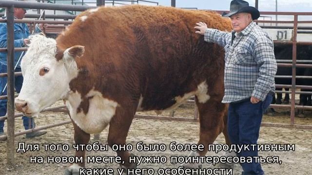 Сколько стоит корова смотреть онлайн