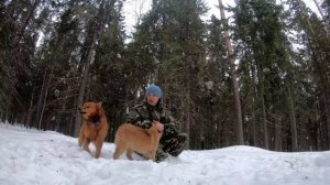 Карело-финская лайка. Финский шпиц. Опыт владения.