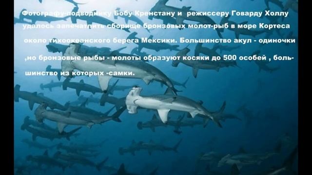 Удивительная акула -молот ! смотреть онлайн