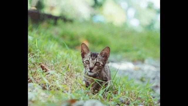 Sony Nex 5 with Helios 44-m-4 (sample pictures) смотреть онлайн