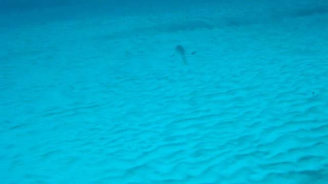 АКУЛЫ 407 смотреть онлайн