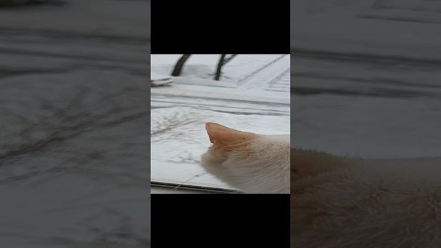 Любимым подписчикам?? смотреть онлайн