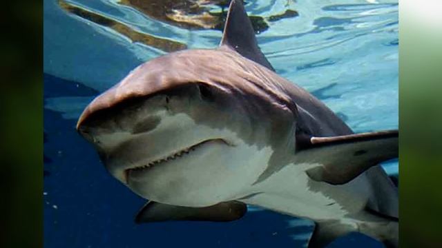 10 ОПАСНЫХ СУЩЕСТВ В РЕКЕ АМАЗОНКА смотреть онлайн