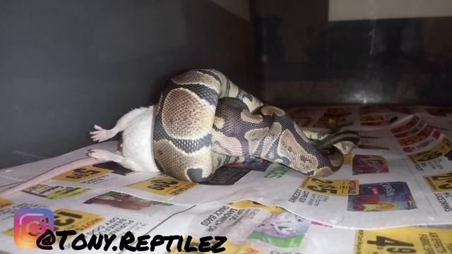 ** Warning ** Live Feeding ** Bella- Het Albino Ball Python - Tony.Reptilez Snake Live Feeding смотреть онлайн