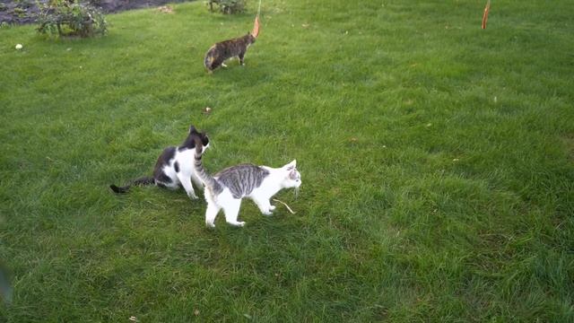 ЛЕТНИЕ ПРАНКИ НАД КОТАМИ! НОВЫЕ ПРИКОЛЫ для пары КОТ  и КОШЕЧКА! 3 смешных пранков над друзьями