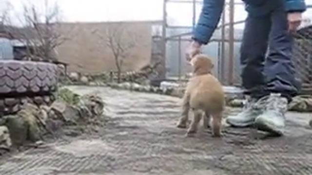 Щенок САО. ТРУ ЭМБЭР ДАРСЕН (возраст 49 дней) смотреть онлайн