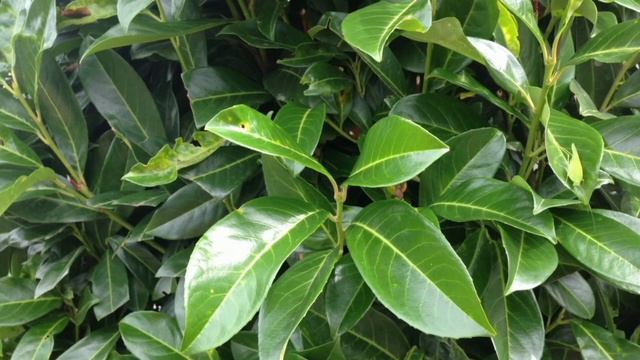 Японская хитрость с лавровым листом помогла мне привлечь в свою жизнь богатства