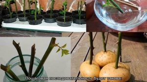 Как укоренить розу из букета в домашних условиях