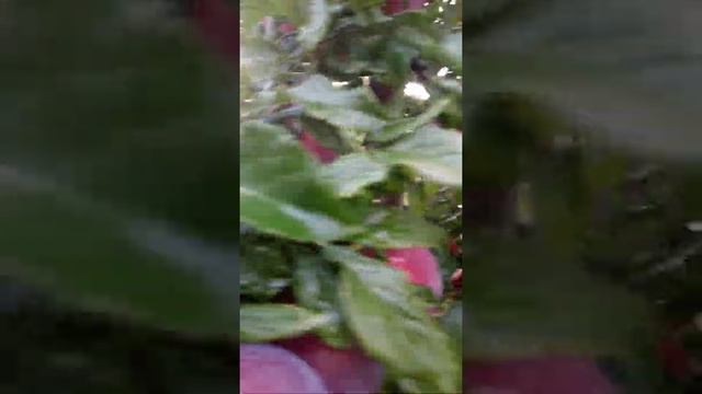 Кубанская комета , крупноплодная слива-алыча... смотреть онлайн