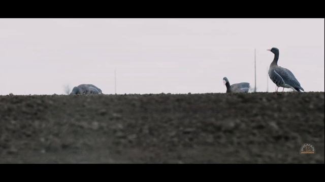 "ВЕТЕР ВОСТОЧНОГО МАНЫЧА" смотреть онлайн