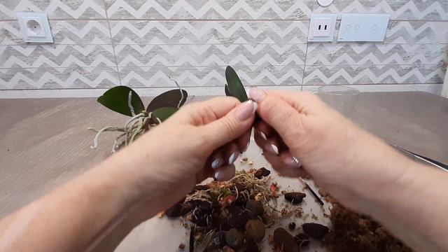 В ожидании новых завозов пересаживаю орхидеи. смотреть онлайн