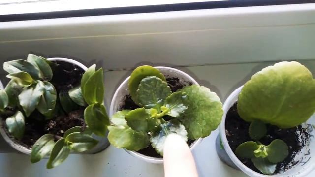 #комнатныерастения Обзор комнатных растений в Марте 2021г. Пересадка. Перестановка.... Часть 2. смотреть онлайн