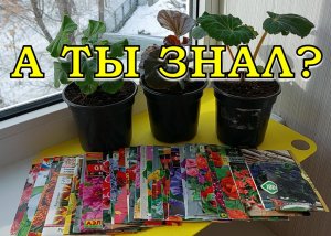 ЭТИ ЦВЕТЫ обязательно сеем в МАРТЕ!?⚘?⚘?