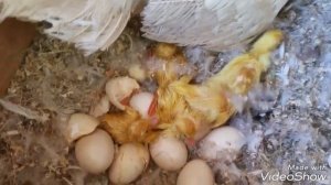 Мускусная утка / Индоутка вывела утят/ Примет ли чужих ???