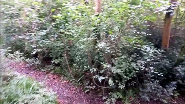 Византийская крепость Хоста место силы тайны и легенды Тисо - Самшитовая роща большой круг Сочи смотреть онлайн