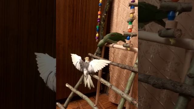 Александрийский кольчатый попугай Сеня и корелла Гриша смотреть онлайн