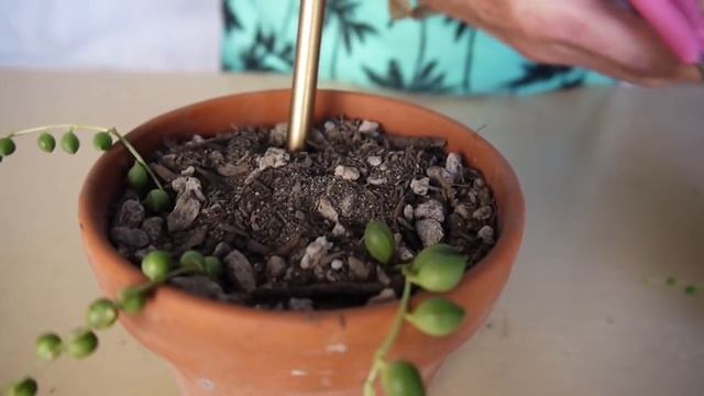 String Of Pearls Cuttings & How To Plant Them / Joy Us garden смотреть онлайн