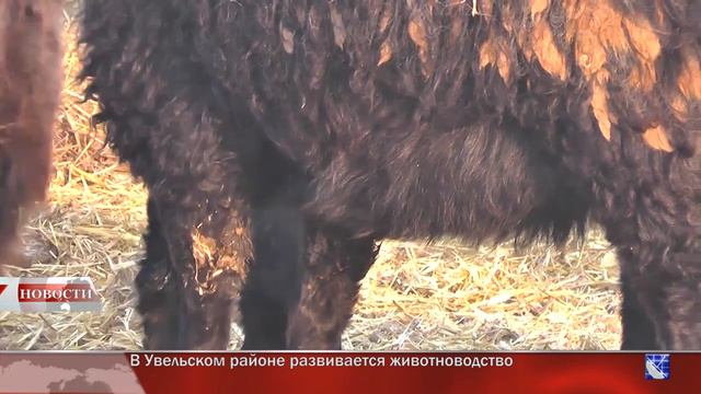 Итоговая программа Увельского района за 13 февраля 2022 г. смотреть онлайн