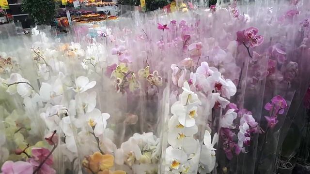 Планета ЛЕТА обзор ОРХИДЕЙ, горшков и препаратов 30.04.2019г. смотреть онлайн