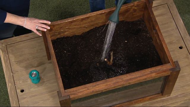 Cottage Farms 2-Pc Starry Starry Night Giant Hibiscus Duo on QVC смотреть онлайн