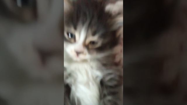 очень вкусный котик съел описание 😻😋 смотреть онлайн