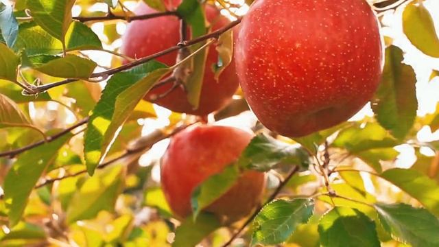 Elbe-Obst - Sweet Tango смотреть онлайн