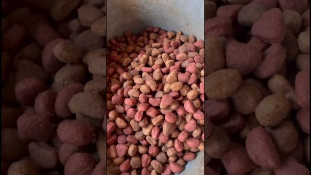 Заказанный корм на пожертвования доставлен в приют. Огромное спасибо ❤️ смотреть онлайн