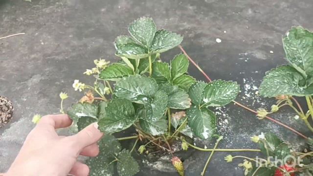 Купчихи много не надо и груша повторно зацвела смотреть онлайн