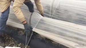 Выращивание клубники в Крыму.Укрытие для клубники(тоннели для клубники)