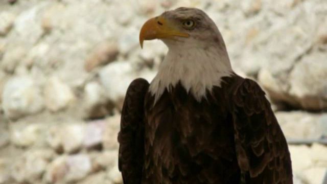 Junger Adler смотреть онлайн