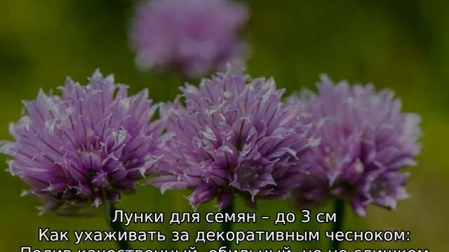 Декоративный чеснок — посадка и уход смотреть онлайн