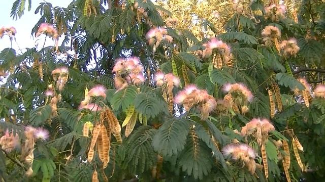 ACACIA DE CONSTANTINOPLA: Albizia julibrissin (www.riomoros.com) смотреть онлайн