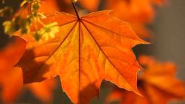 Невероятно красивая музыка   Легран Саксофон Michel Legrand #Музыка