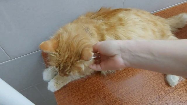 Беременная кошка на улице в холод? смотреть онлайн