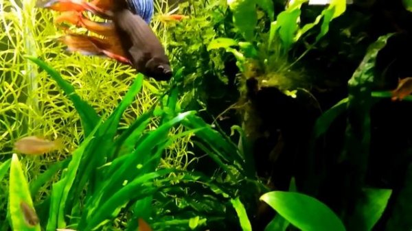 (077) Danio Margaritatus - tarło