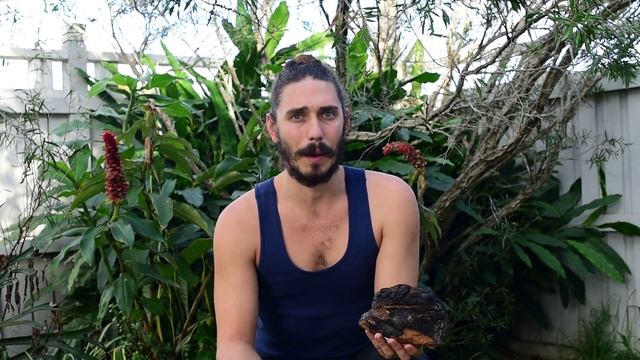 Wild Chaga Mushroom Health Benefits смотреть онлайн