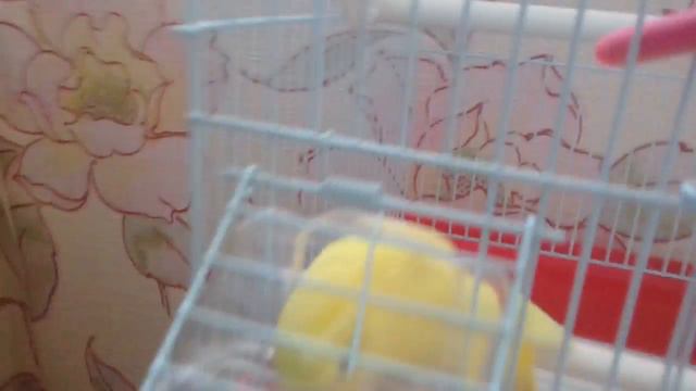 Как я играю с попугаем 1 часть😂😂😂