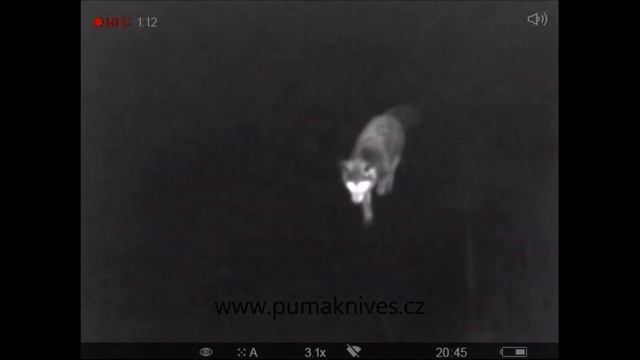 Pulsar Helion XQ38F - Fox Observation with thermovision смотреть онлайн