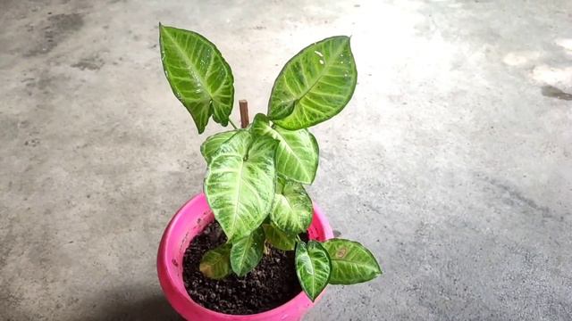Personal Plant Collection: Syngonium White Butterfly